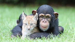 baby chimpanzee and bobcat photo HD wallpaper