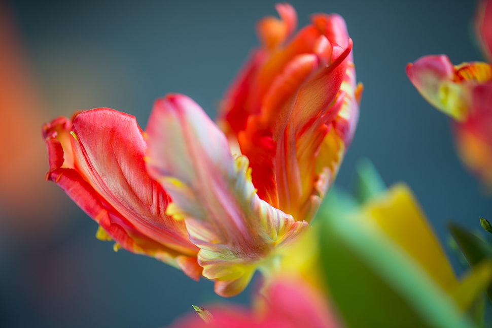 focus photography of red petaled flower HD wallpaper