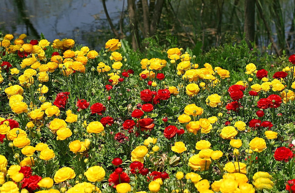 yellow and red flower field at daytime HD wallpaper