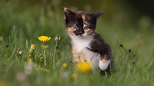 tri-color kitten, kittens, cat, animals, baby animals