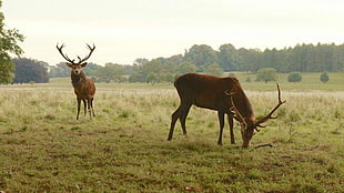 two brown calfs, deer, animals, nature, elk HD wallpaper