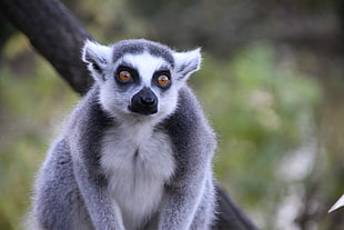 black and white Lemur HD wallpaper