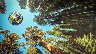 blue and yellow hot air balloon, hot air balloons, trees, forest