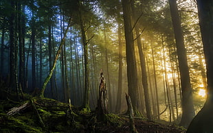 forest during daytime wallpaper, mist, nature, forest, landscape