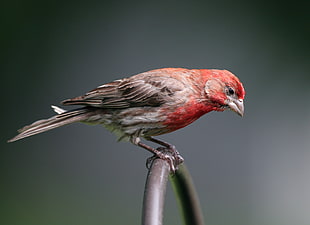 House Finch perched on black wire during daytime HD wallpaper