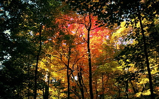 worm's eye view photography of orange,yellow and green leaf tree during daytime