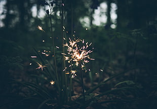 green leafed plant, Bengal fire, Sparks, Blur