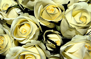 yellow Roses