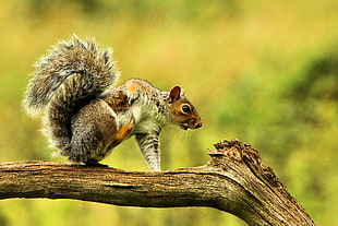 brown and gray squirrel HD wallpaper