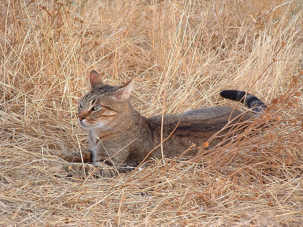 adult tricolored tabby cat on brown grasses HD wallpaper