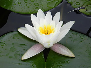 Lotus flower