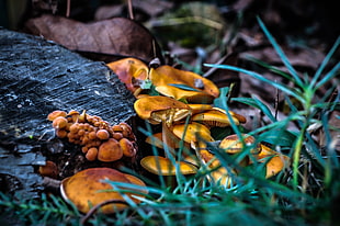brown fungus, shrooms, landscape, fall HD wallpaper