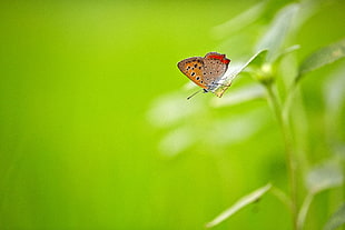 shallow focus photography of brown butterfly on green leaf plant
