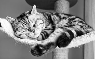 grayscale photography of Tabby cat sleeping on hammock HD wallpaper