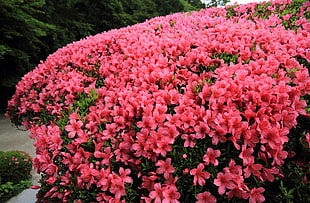 pink petaled flowers