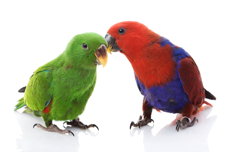 two green and red parrots HD wallpaper
