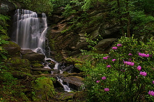 green leaf plant with black pot, landscape, plants, waterfall, forest