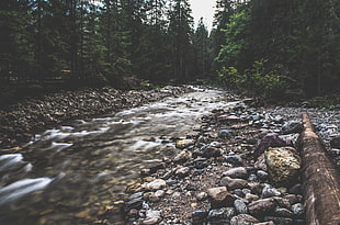 assorted-color rive rocks, forest, river, rocks, nature