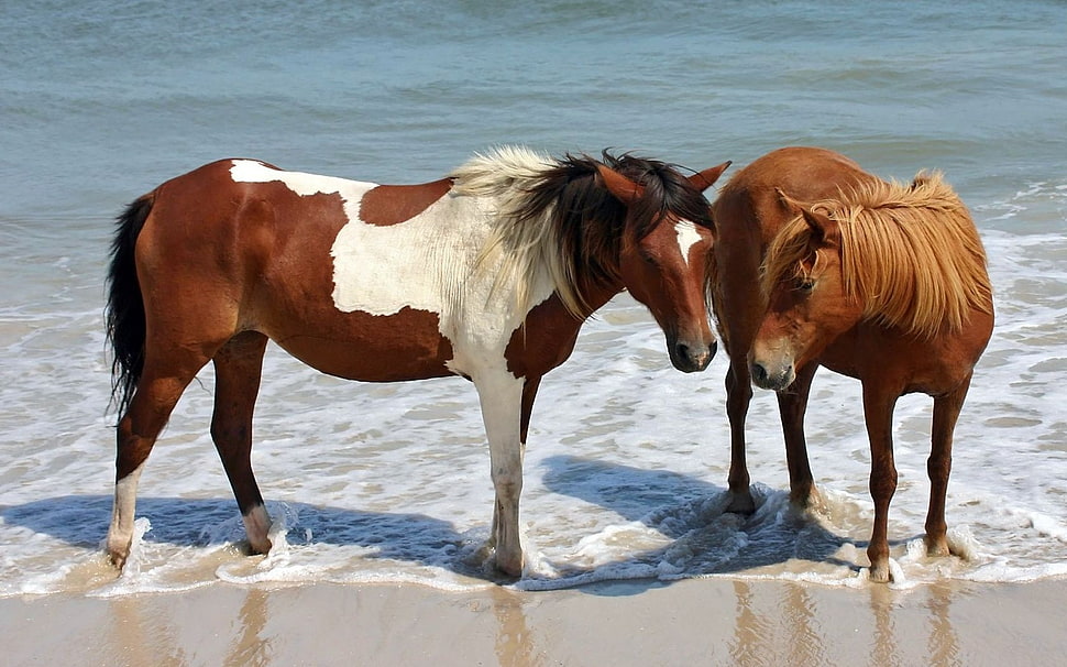 two horses standing on seashore HD wallpaper