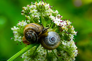 two brown snails on white clustered flowers in closeup photo at daytime HD wallpaper