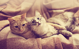 two brown and orange tabby cats, cat, pet, animals