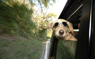 short-coated beige dog, dog, awesome face