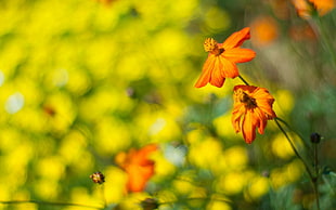orange Coreopsis flowers HD wallpaper