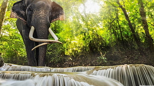 black elephant, animals, elephant, waterfall