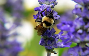 bumblebee perched on purple petaled flower in closeup photo HD wallpaper