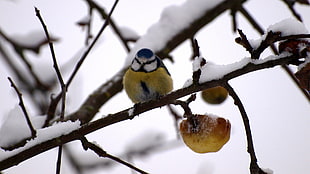 brown tree branches with fruits covered with snow