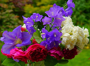 purple, white, and red petaled flower bouquet HD wallpaper