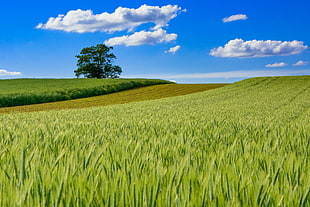 photo of vast green grass field