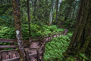 brown and black metal frame, forest, plants, trees, path