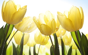 yellow Tulip flowers HD wallpaper