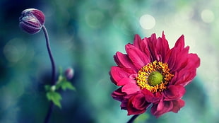 pink petaled flower in closeup photography