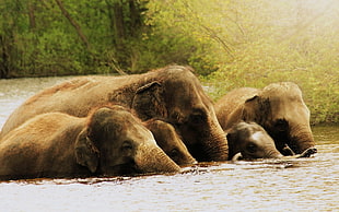 five elephants, nature, animals, elephant HD wallpaper