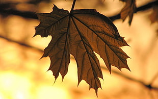 macro photography of maple leaf HD wallpaper