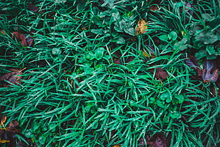 green leaf plants, Grass, Drops, Leaves