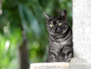 black and gray cat leaning on wall HD wallpaper