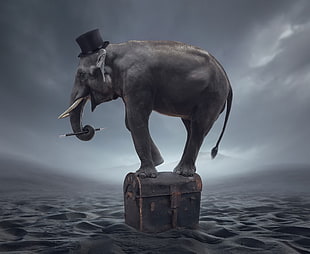 elephant on trunk chest, elephant, artwork, fantasy art HD wallpaper
