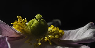 closeup photo of pink Anemone flower