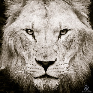 grayscale photography of lion HD wallpaper