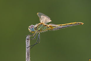 close-up photography of yellow dragonfly on stick, sympetrum fonscolombii HD wallpaper