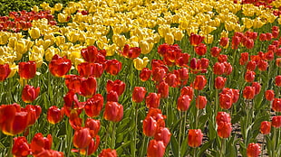field of red and yellow flowers