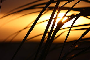 silhouette of grass against sun light HD wallpaper