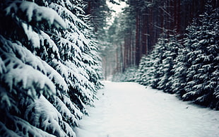 green leaf tree, landscape, nature, winter, snow