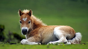 brown and black short-coated puppy, horse