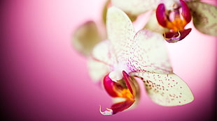 yellow, pink, and orange orchid flower, nature, flowers, macro, orchids HD wallpaper