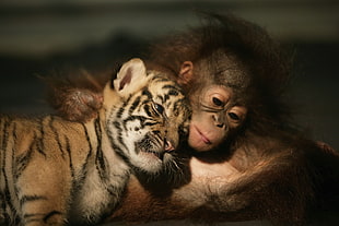 Shallow focus photography of baby tiger and monkey HD wallpaper