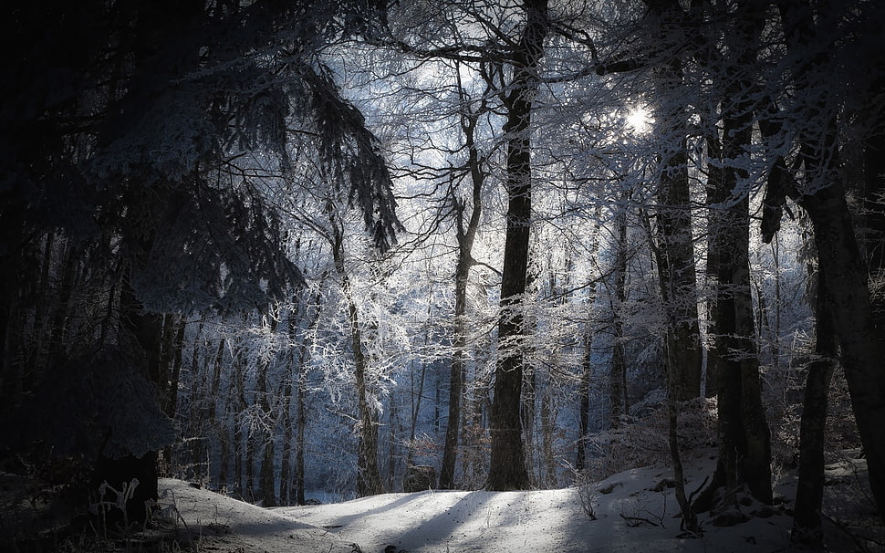 game digital wallpaper, forest, winter HD wallpaper